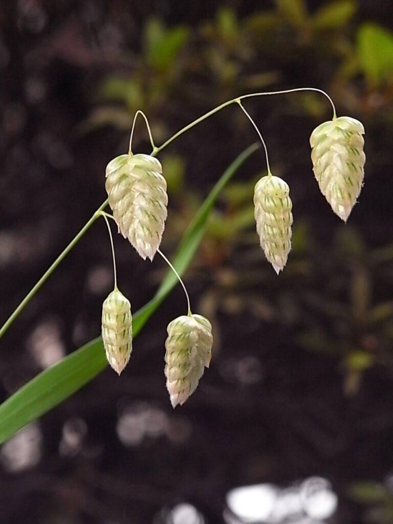 小判草